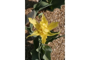 YELLOW SPIDER
